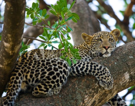 Picture of Leopard is lying on a tree National Park Kenya Tanzania Maasai Mara Serengeti An excellent illustration